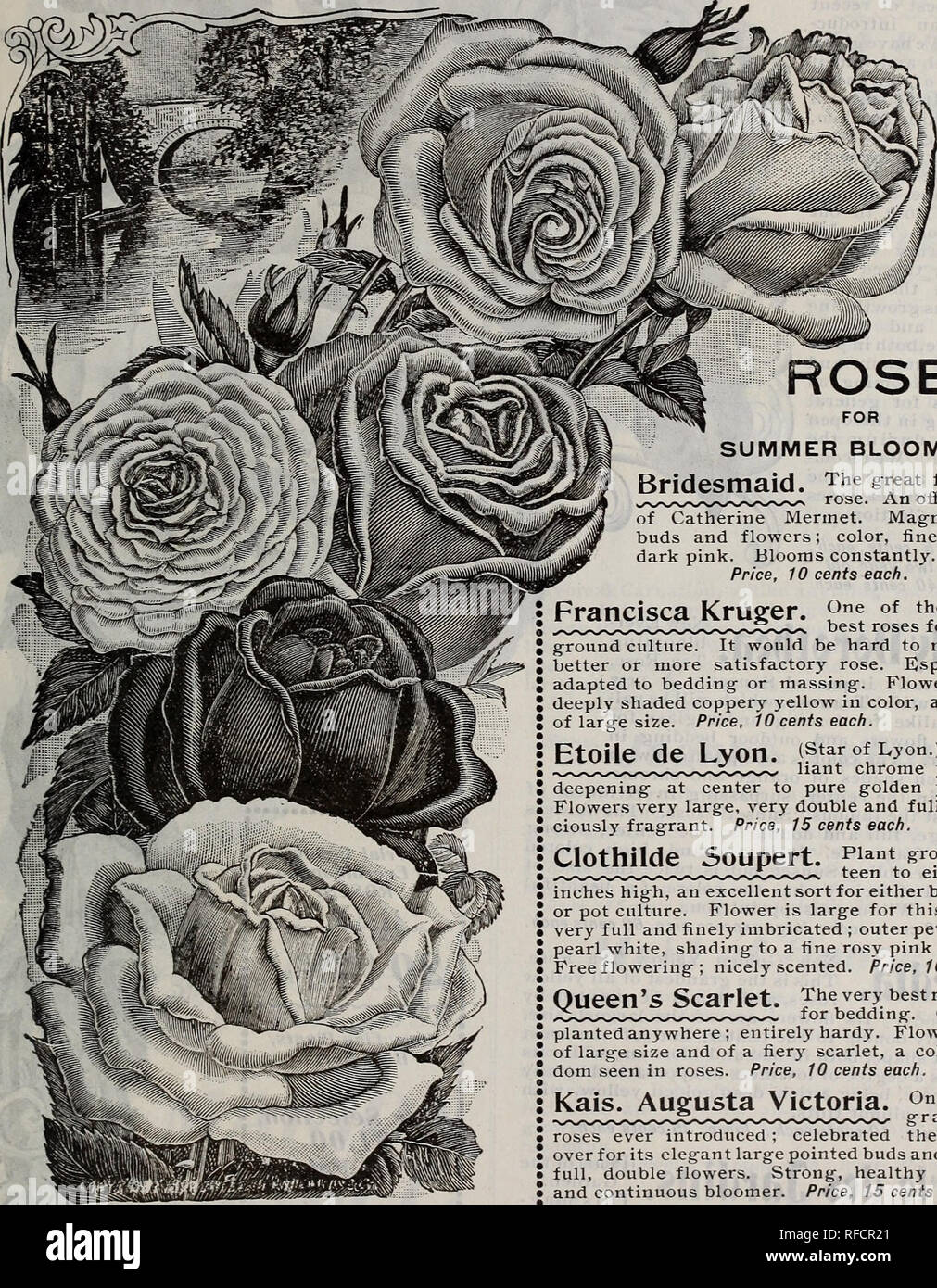 Vestal S Rose Catalogue Nursery Stock Arkansas Little Rock Catalogs Roses Catalogs Flowers Catalogs Fruit Catalogs Plants