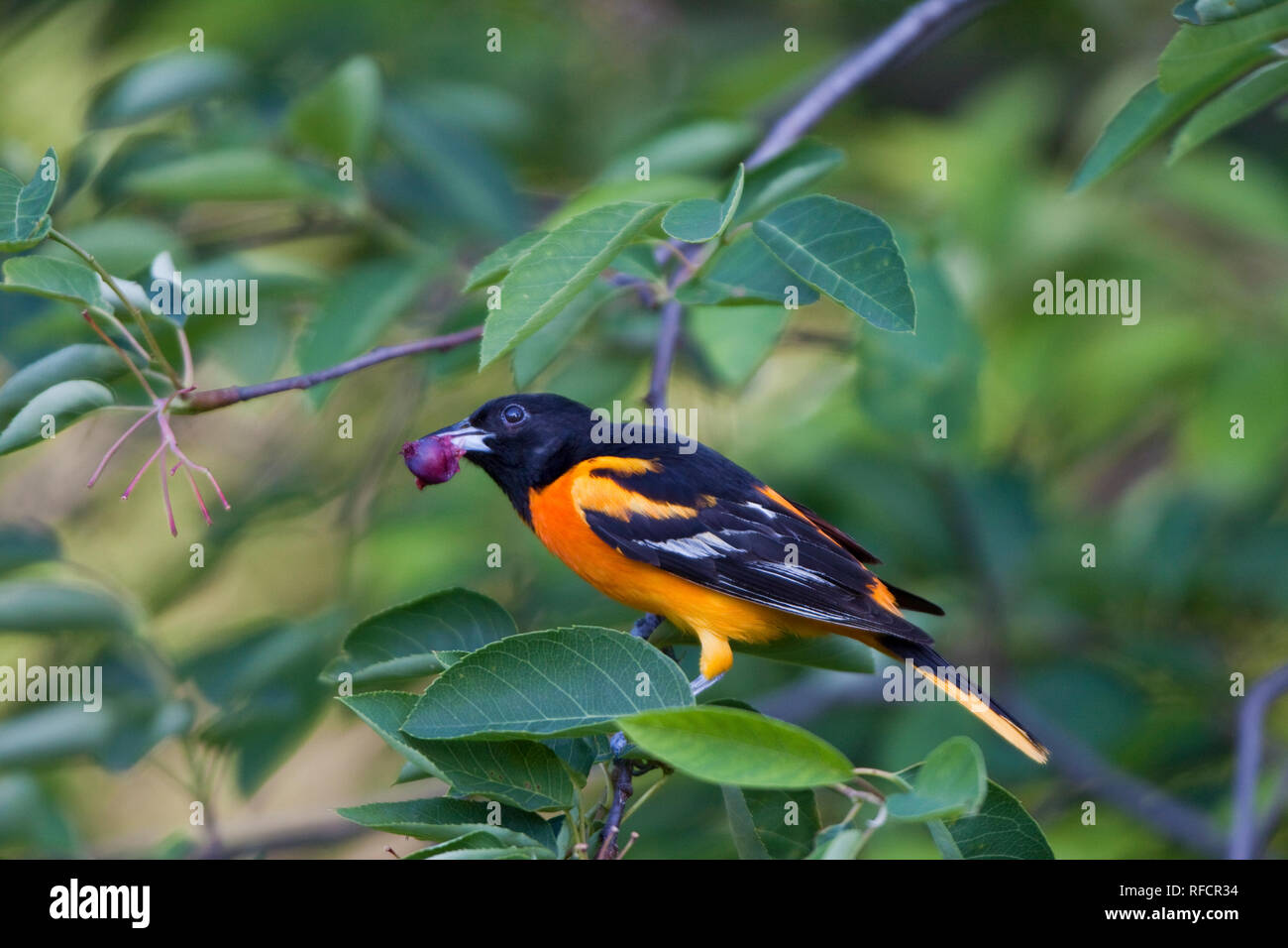 Male baltimore oriole eating berry in serviceberry bush in mario hires