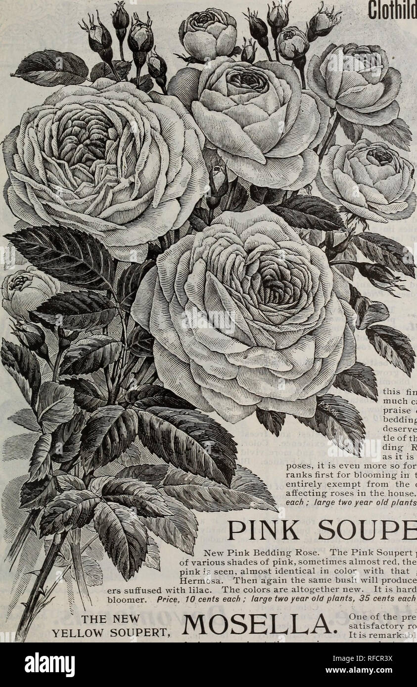 Vestal S Rose Catalogue Nursery Stock Arkansas Little Rock Catalogs Roses Catalogs Flowers Catalogs Fruit Catalogs Plants