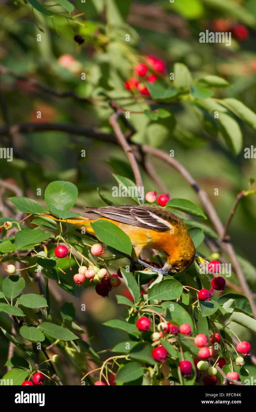 01611-08807 Baltimore Oriole (Icterus galbula) female eating berry in Serviceberry Bush (Amelanchier canadensis) Marion Co., IL Stock Photo