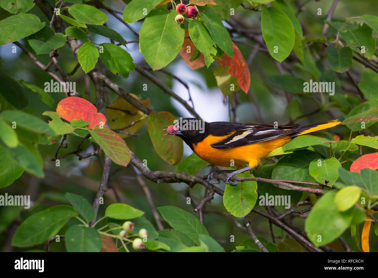 01611-09718 Baltimore Oriole (Icterus galbula) male eating serviceberry (Amelanchier canadensis)  Marion Co., IL Stock Photo