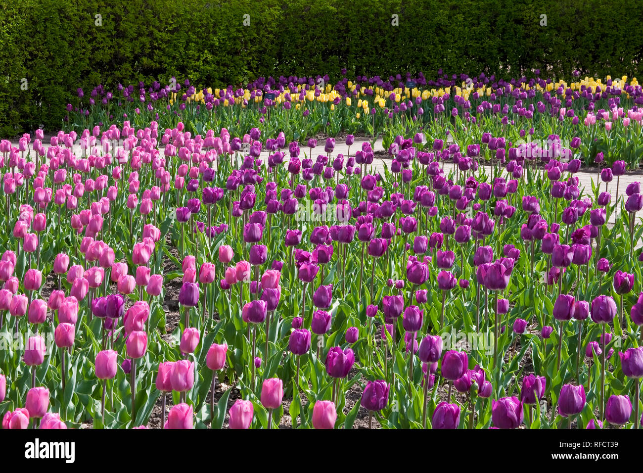 Tulip barcelona hires stock photography and images Alamy