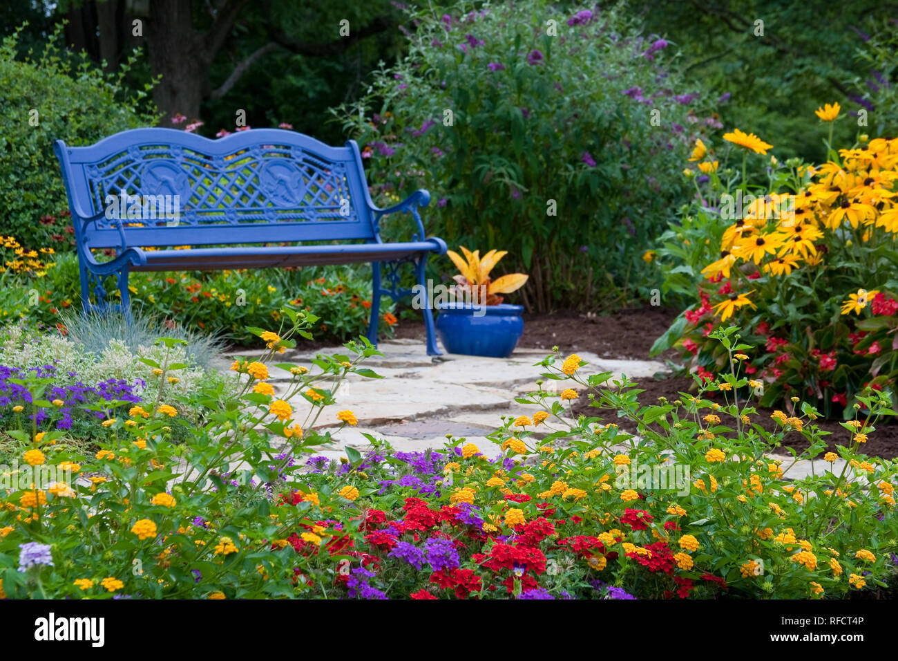 63821-21703 Blue bench, blue container, and stone path in flower garden.  Black-eyed Susans (Rudbeckia hirta) Red Dragon Wing Begonias (Begonia x hybr Stock Photo