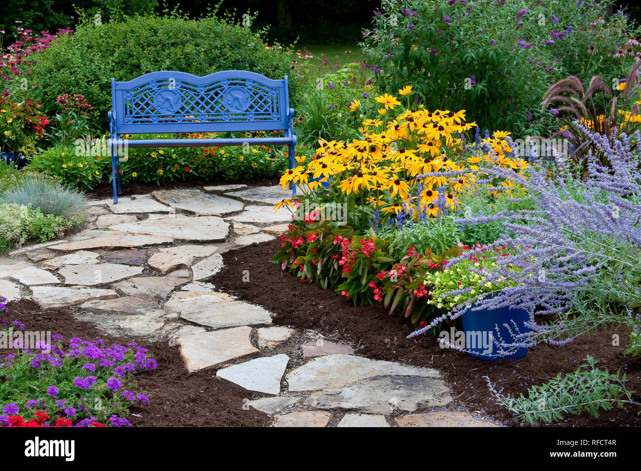 63821-21707 Blue bench and stone path in flower garden.  Black-eyed Susans (Rudbeckia hirta) Red Dragon Wing Begonias (Begonia x hybrida) Homestead Pu Stock Photo