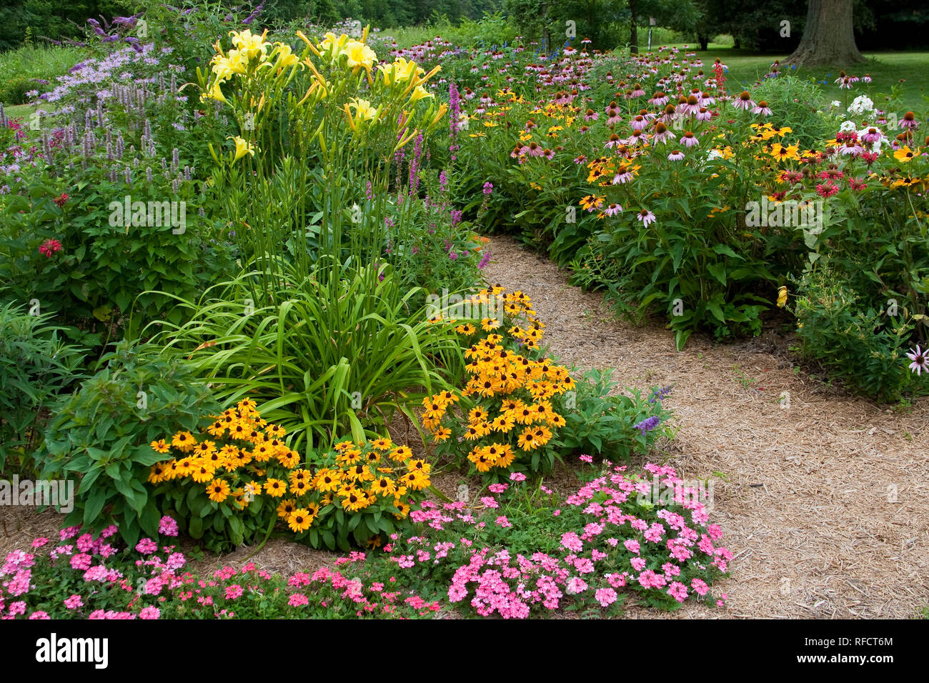 63821-21914 Path through flower garden, Tiger Eye  Black-eyed Susans (Rudbeckia hirta), Pink Verbena (Verbena canadensis), Yellow Daylily (Hemerocalli Stock Photo