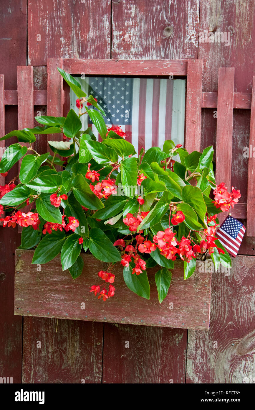 63821-22016 Window Box planter with Red Dragon Wing Begonias (Begonia x hybrida) and American flags on old red shed,  Marion Co., IL Stock Photo