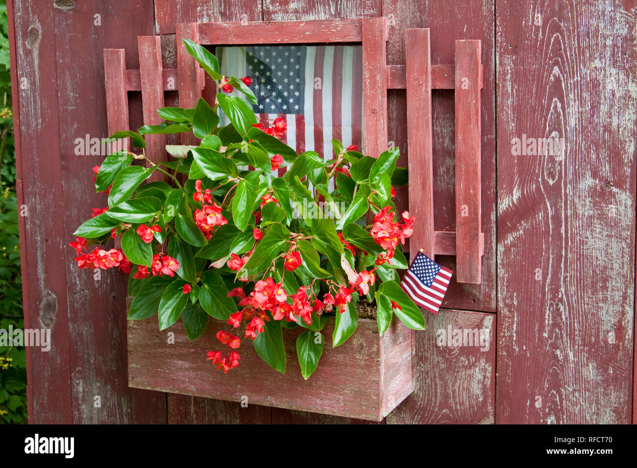 63821-22019 Window Box planter with Red Dragon Wing Begonias (Begonia x hybrida) and American flags on old red shed,  Marion Co., IL Stock Photo