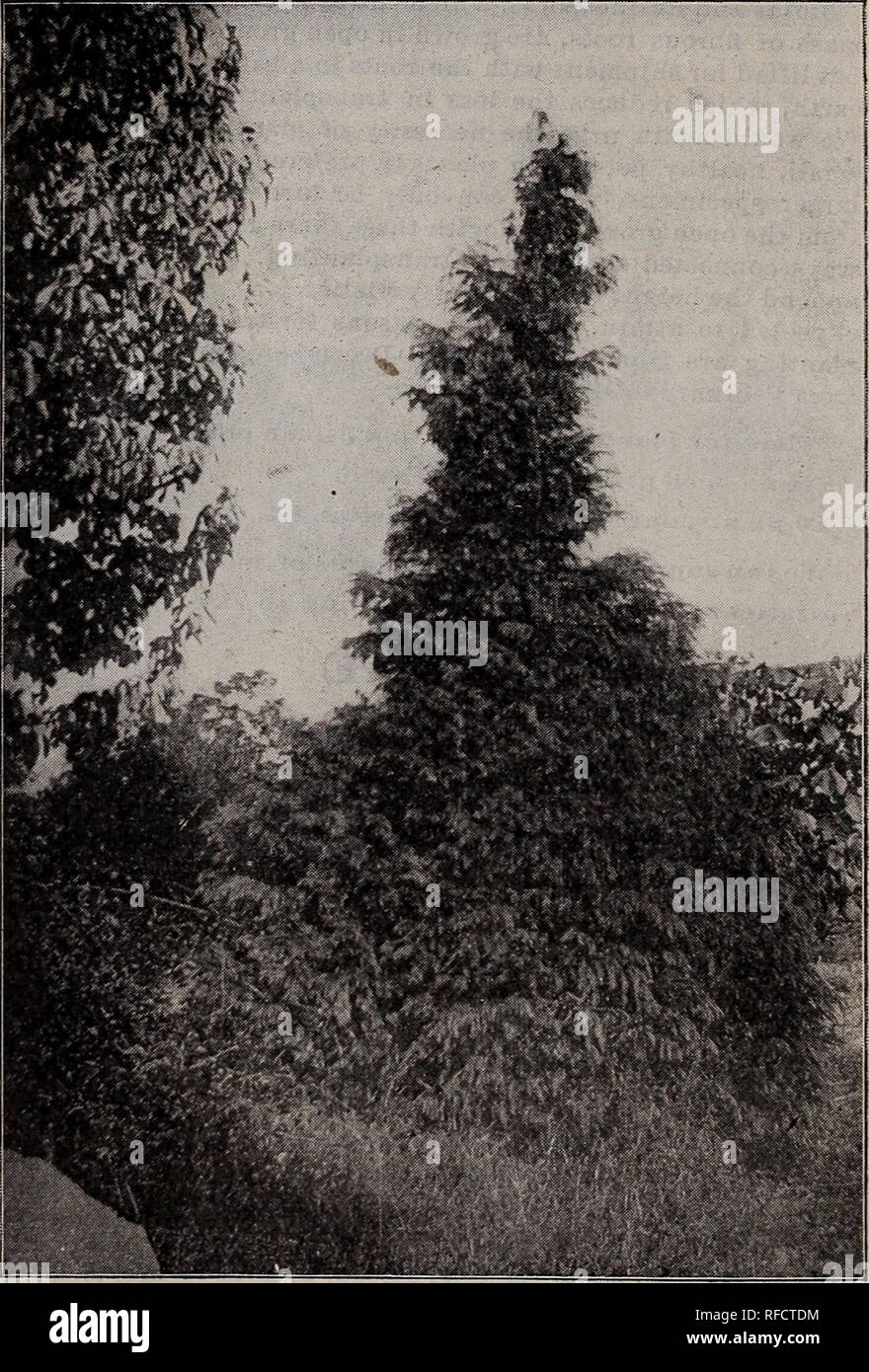 . Fruitland Nurseries. Nursery stock, Georgia, Augusta, Catalogs; Fruit trees, Seedlings, Catalogs; Fruit, Catalogs; Trees, Seedlings, Catalogs; Plants, Ornamental, Catalogs; Shrubs, Catalogs; Flowers, Catalogs. 34 P. J. BERCKMANS COMPANY'S TREE AND PLANT CATALOGUE ARBORVIT-ffi:- Biota Japonica Filiformis A new Japanese variety, -with thread-like foliage; of compact habit. We consider this one of the most distinct and desirable novelties, and it is becom- ing a great favorite. Well suited for cemeteries. Will probably attain a height of 10 to 12 feet. Fine plants, 12 to 15 inches, 50 cents eac Stock Photo