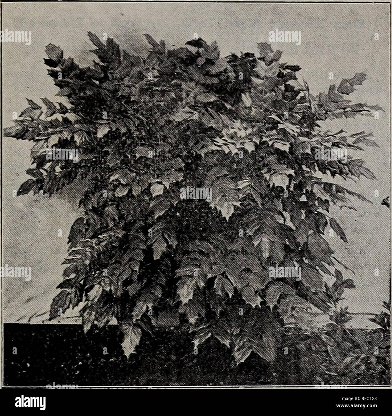 . Fruitland Nurseries. Nursery stock, Georgia, Augusta, Catalogs; Fruit trees, Seedlings, Catalogs; Fruit, Catalogs; Trees, Seedlings, Catalogs; Plants, Ornamental, Catalogs; Shrubs, Catalogs; Flowers, Catalogs. ORNAMENTAL DEPARTMENT—Broad Leaved Evergreen Trees and Shrubs 27. BEKBEKIS JAPONICA. BERBERIS JAPONICA 25c. each, $2 for 10; large plants, 50c. each, $4 for 10. This splendid plant thrives best iu a shady situation, as on the north side of a liouse; foliage verj' broad, with 5 pairs of leaflets; flowers yellow, in long spikes, during February and March, followed by dark purple berries  Stock Photo