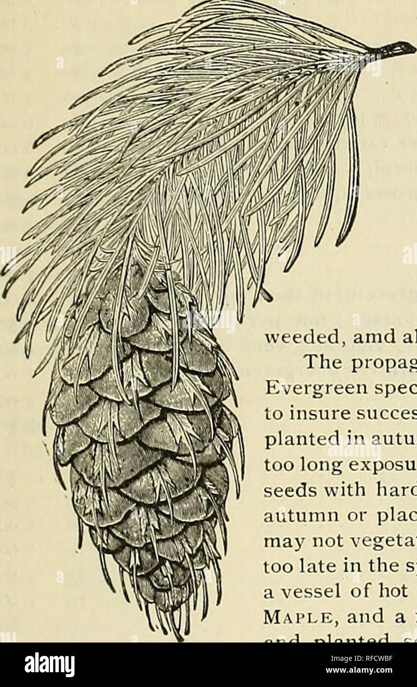 . Annual catalogue [of] highclass seeds. Nursery stock New York State Catalogs; Nurseries