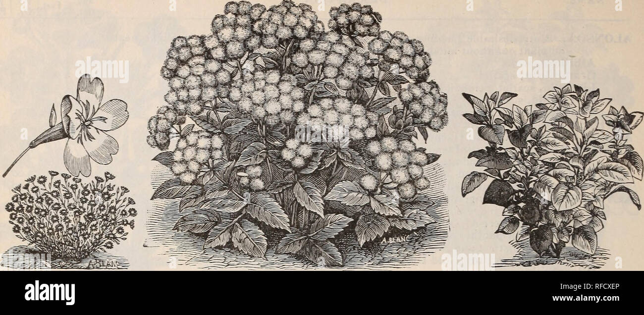 . Annual descriptive catalogue : seeds &amp;c.. Nursery stock, Massachusetts, Boston, Catalogs; Flowers, Seeds, Catalogs; Vegetables, Seeds, Catalogs; Grasses, Seeds, Catalogs; Agricultural implements, Catalogs; Fruit, Catalogs. JOSEPH BRECK &amp; SONS (Corporation) .. AGROSTEMMA. AGERATUM, Tom Thumb AMARANTHUS. NA ME. DESCRIPTION. Hard, and Dur, H'g't Feet, Price AQUILEGIA. Stuarti, blue and white flowers, nearly four inches in diameter hP Single, all colors mixed • Double, mixed . ARALIA. Handsome Palm-like shrubs. Sieboldi ARABIS. An early blooming plant well adapted for borders and rock-wo Stock Photo