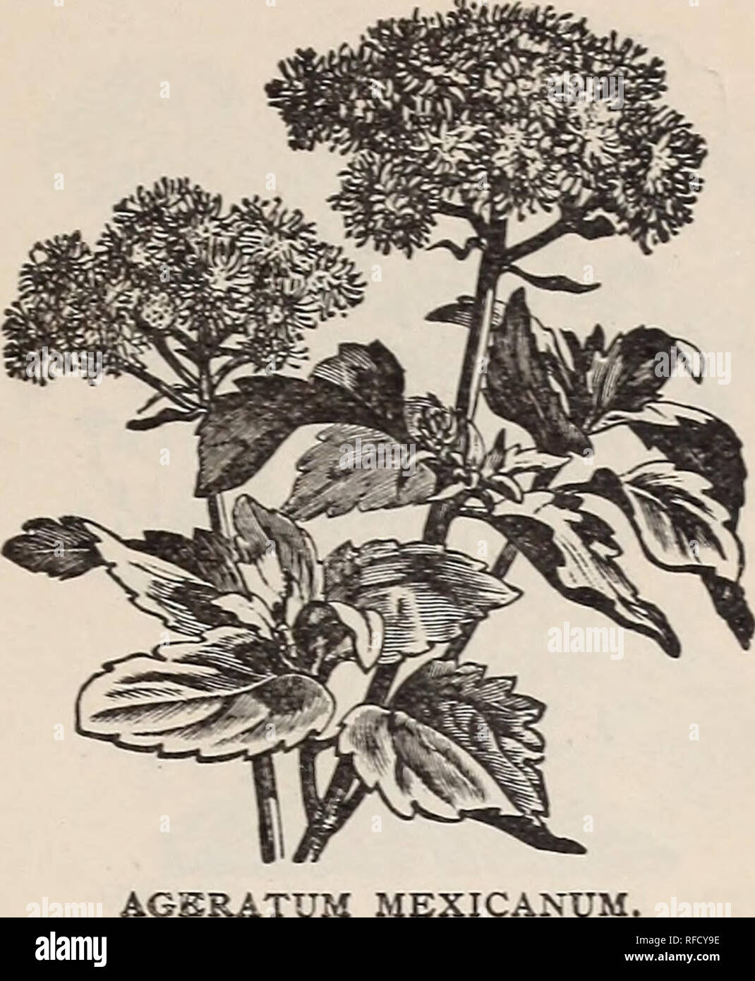 . Buist's garden guide and almanac : 1898. Nursery stock, Pennsylvania, Philadelphia, Catalogs; Nurseries (Horticulture), Pennsylvania, Philadelphia, Catalogs; Vegetables, Seeds, Catalogs; Grasses, Seeds, Catalogs; Flowers, Catalogs; Agricultural implements, Catalogs. FLOS ADONIS.. AGSRATUM MEXICANU Per Packet. AMARANTHUS—Are showy blooming plants, with their long racemes of curious flowers; half-hardy. atropurpureus.—Is covered with long drooping spikes of purple flowers; 4 ft. . 5 candatus {Love lies Bleeding).—Long drooping racemes of blood-red flowers; 3 ft. 5 giganteus.—Large showy crimso Stock Photo