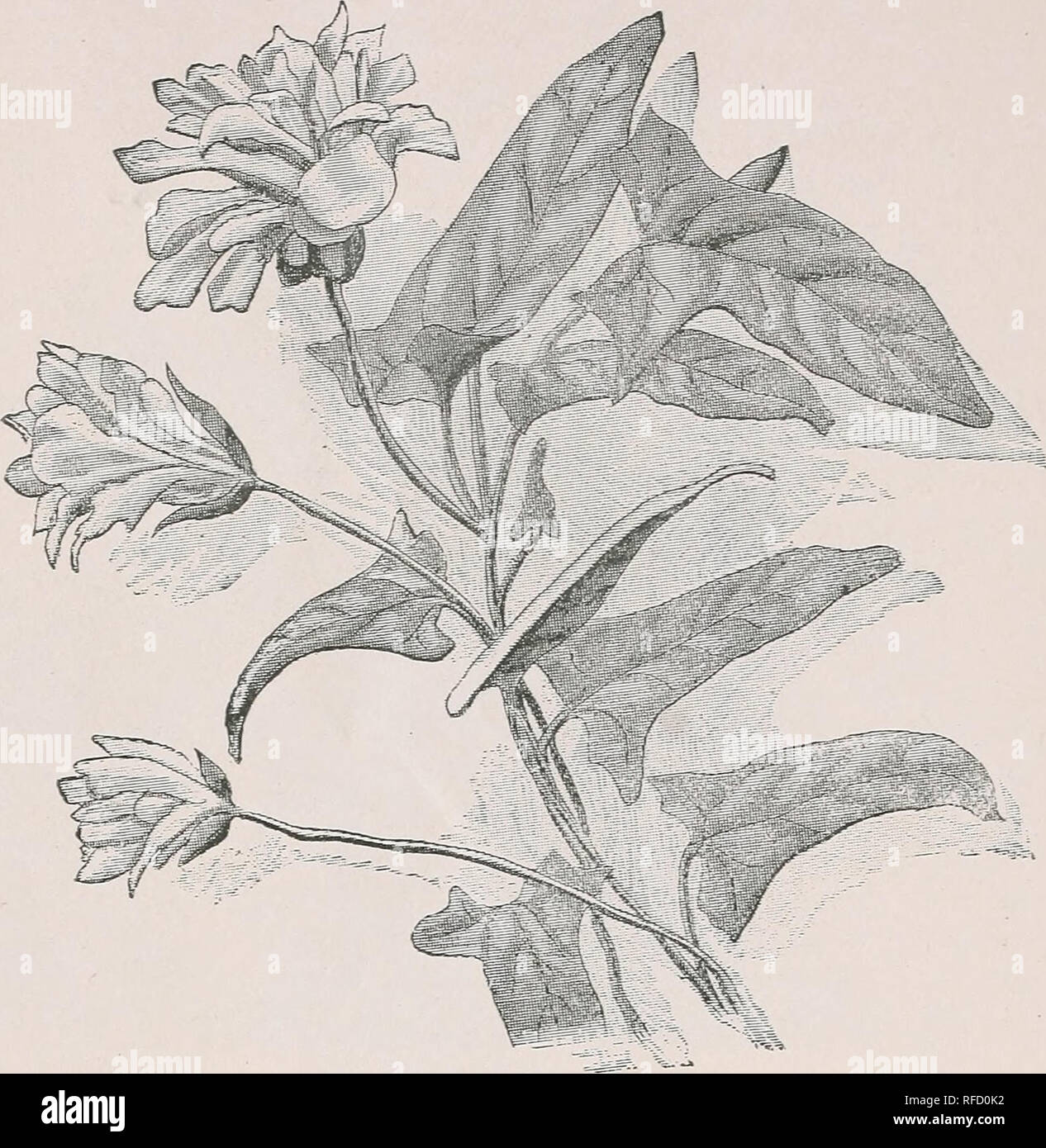 . Trade list of American plants and shrubs. Nursery stock, New Jersey, Hammonton, Catalogs; Plants, Ornamental, Catalogs; Ornamental shrubs, Catalogs; Flowers, Seeds, Catalogs. 8 Wm. F. Bassett &amp; Son, Hammonton, New Jersey.. calystegia pubescexs. (See page 7.) Per doz. 00 1, ,000 Calamagrostis Nuttallina $6 00 Centrosema Virgiiiica (roots &gt; ... 80 $7 50 Camptosorus rhizophyllus 60 3 00 Discorea villosa .... 60 3 00 Dracocephalum Virginicum ... 60 3 00 Dicentra cucullaria 60 2 00 15 00 «' Canadensis 75 3 00 Drosera filiformis .60 1 50 10 00 &quot; rotundifolia ... .... 60 3 00 &quot; int Stock Photo