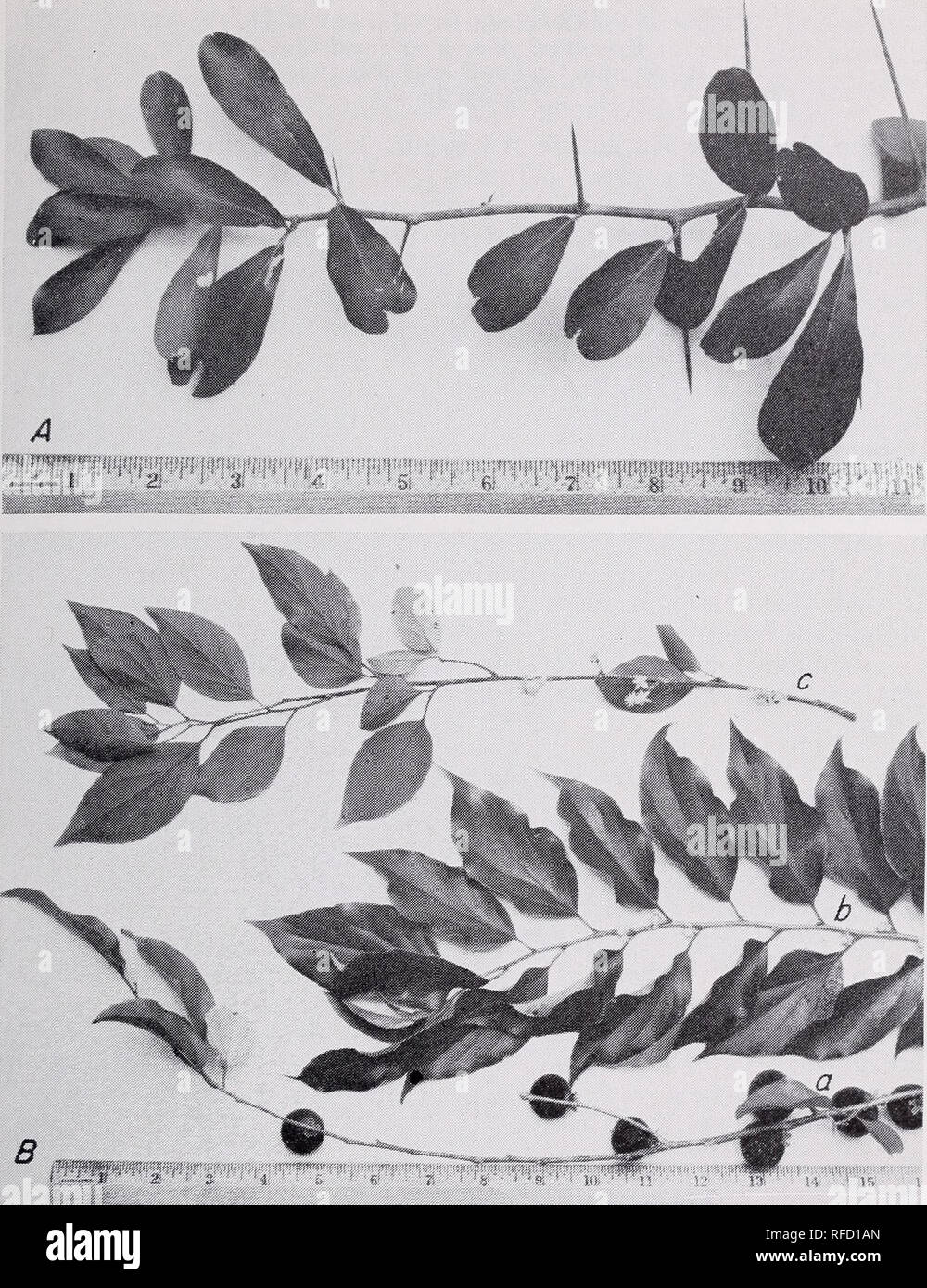 . Some ornamental shrubs for the Tropics. Shrubs Tropics. SOME ORNAMENTAL SHRUBS FOR THE TROPICS 57. Figure 30, A.—The kei-apple or umkokolo, Dovyalis caffra, is a large shrub which is better suited to higher elevation in the Tropics. B.—The kitembilla, D. hebecarpa, is a tall wide-spreading shrub. a, A branch with ripe fruit; 6, a branch carrying female flowers; and c, male flowers produced on separate plants. The leaves are dark green, up to 3 inches long, and are widest near the tips where there is a minute notch. They form singly or oh short spurs along the stem. The smooth-barked stems ma Stock Photo