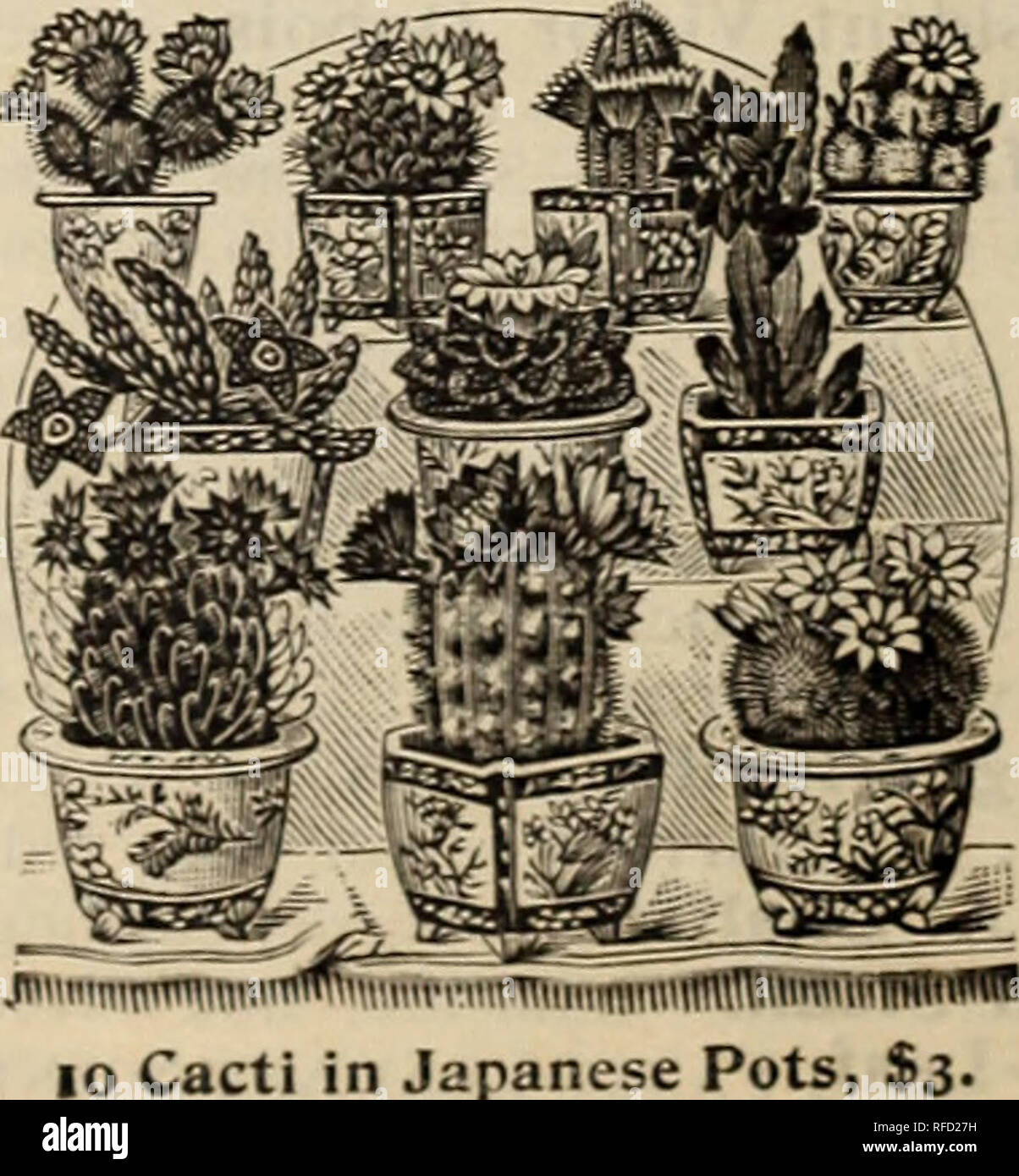Special Spring Catalogue Of New And Rare Plants Bulbs