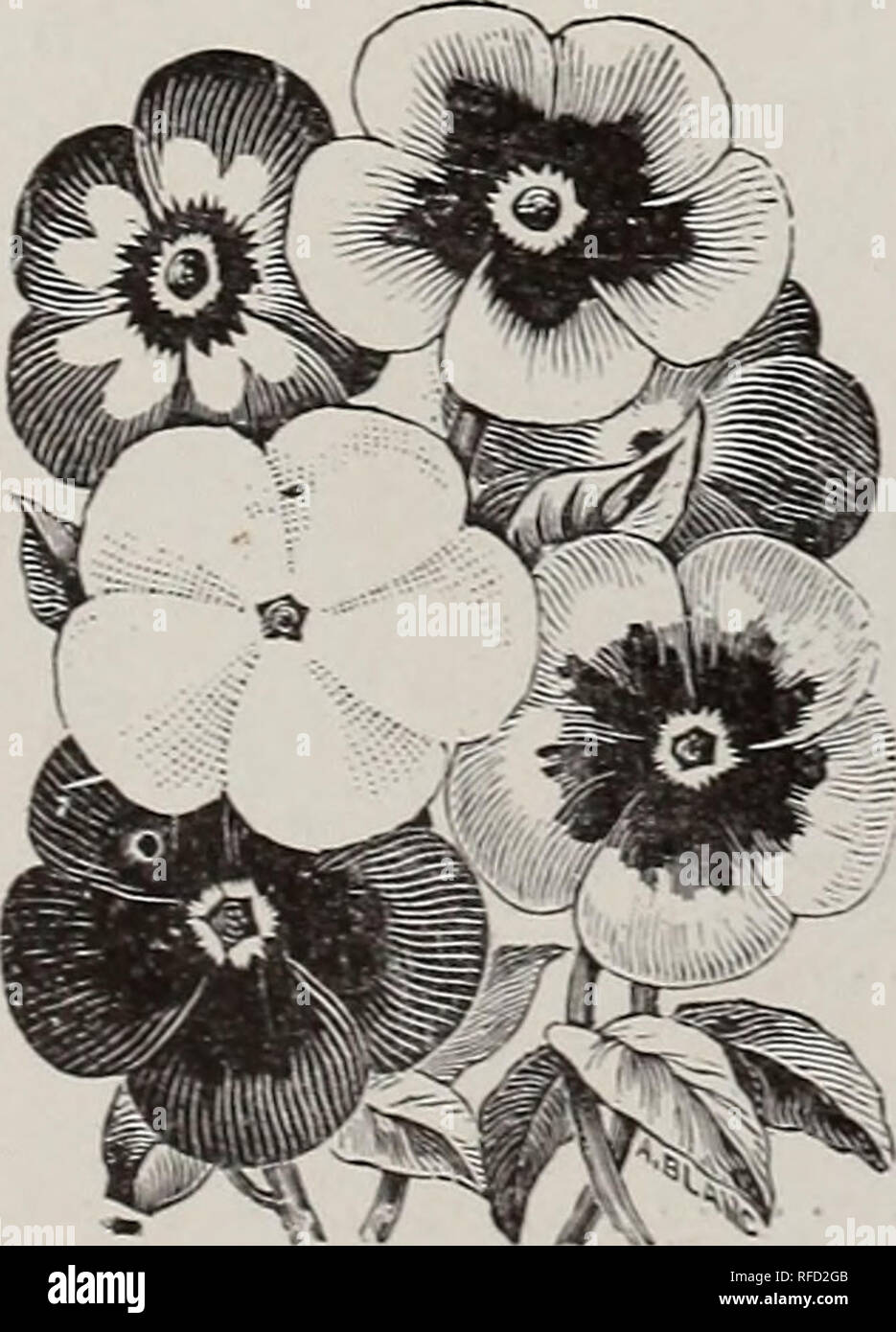 . 1902 annual catalogue of vegetable, field &amp; flower seeds. Nursery stock Texas Dallas Catalogs; Vegetables Seeds Catalogs; Grasses Seeds Catalogs; Flowers Seeds Catalogs; Agricultural implements Catalogs. Petunia Hybrida.. Phlox.. Please note that these images are extracted from scanned page images that may have been digitally enhanced for readability - coloration and appearance of these illustrations may not perfectly resemble the original work.. David Hardie Seed Co; Henry G. Gilbert Nursery and Seed Trade Catalog Collection. Dallas, Tex. : David Hardie Seed Co. Stock Photo
