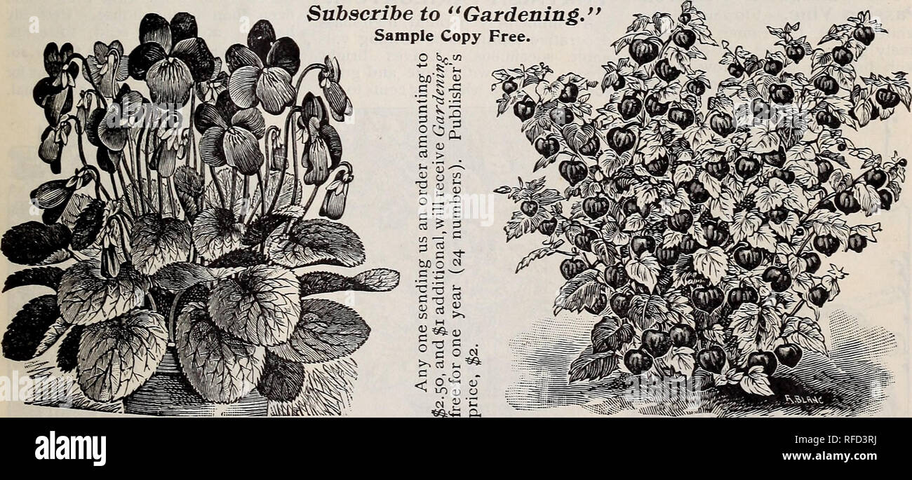 Kudzu Flowers High Resolution Stock Photography And Images Alamy