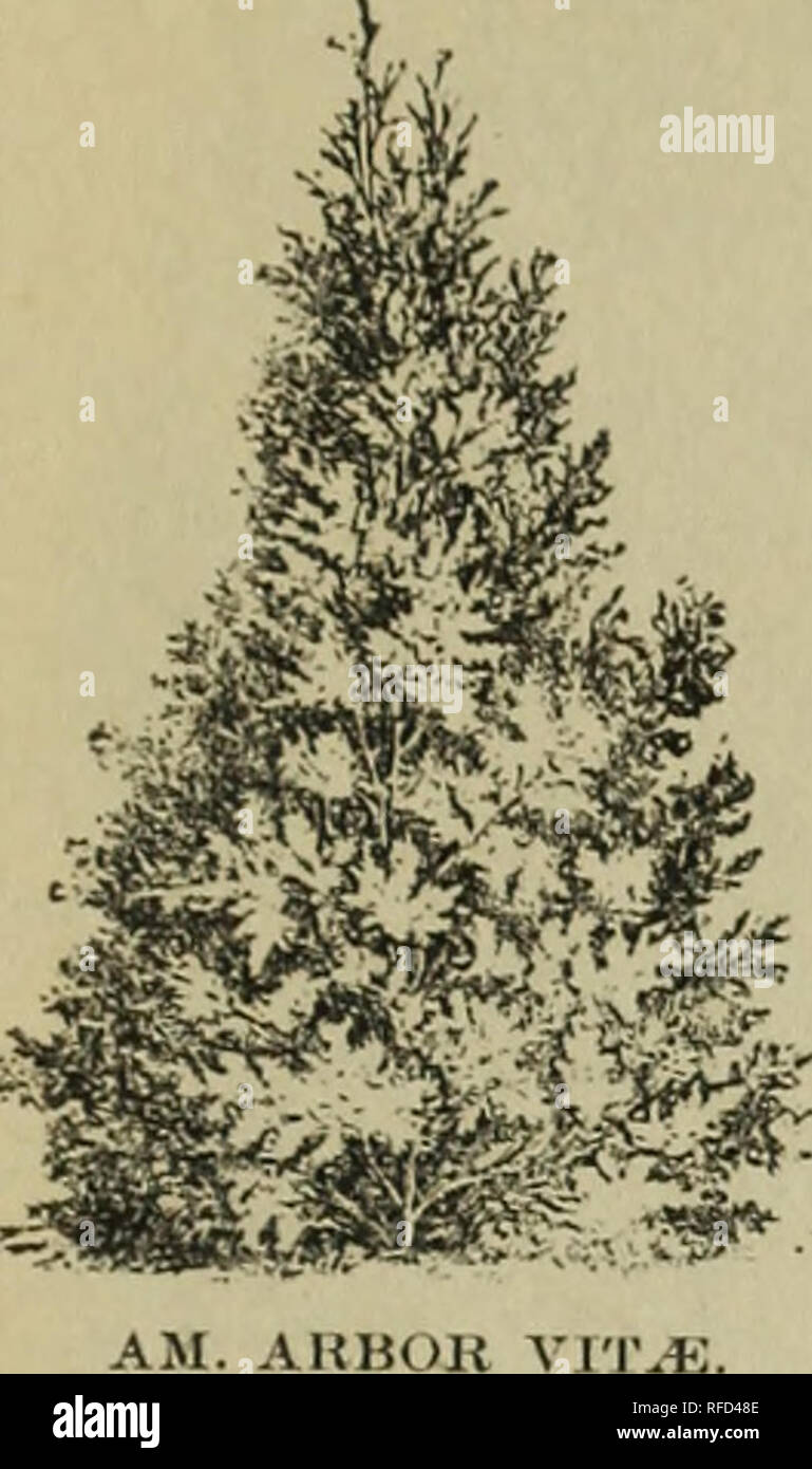 Spring Of 1898 Catalogue And Price List Of The Evergreen Nurseries Nursery Stock Wisconsin Catalogs Trees Seedlings Catalogs Plants Ornamental Catalogs Fruit Trees Seedlings Catalogs E Ver G R Een Wisi