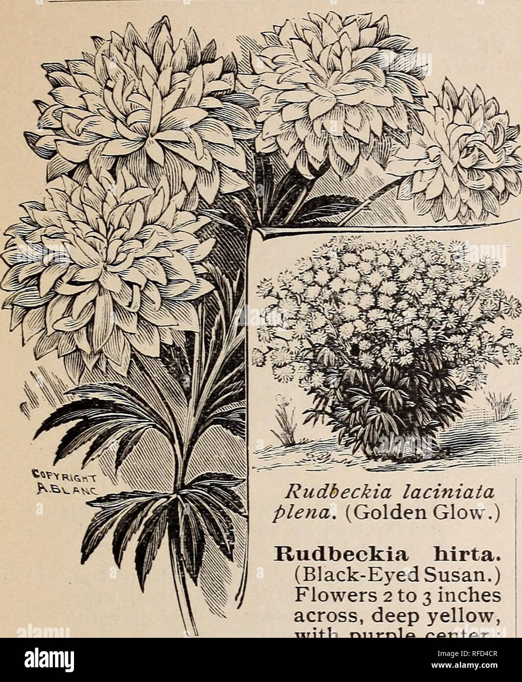 . Retail catalogue of American plants, shrubs and trees. Nursery stock, New Jersey, Hammonton, Catalogs; Plants, Ornamental, Catalogs; Ornamental shrubs, Catalogs; Flowers, Seeds, Catalogs; Trees, Seedlings, Catalogs. Wm. F. Bassett &amp; Son, Hammonton, New Jersey ii. Rudbeckia liirta. (Black-Eyed Susan.) Flowers 2 to 3 inches across, deep yellow, with purple center ; 12 to 18 inches high. 12c. each, 90c. per doz. — laciniata. 3 to 7 feet high, with light yellow flowers 2 inches across ; foliage cut and divided irregularly. 15 cts. each, $1 per doz. plena (Golden Glow). This proves to be one  Stock Photo