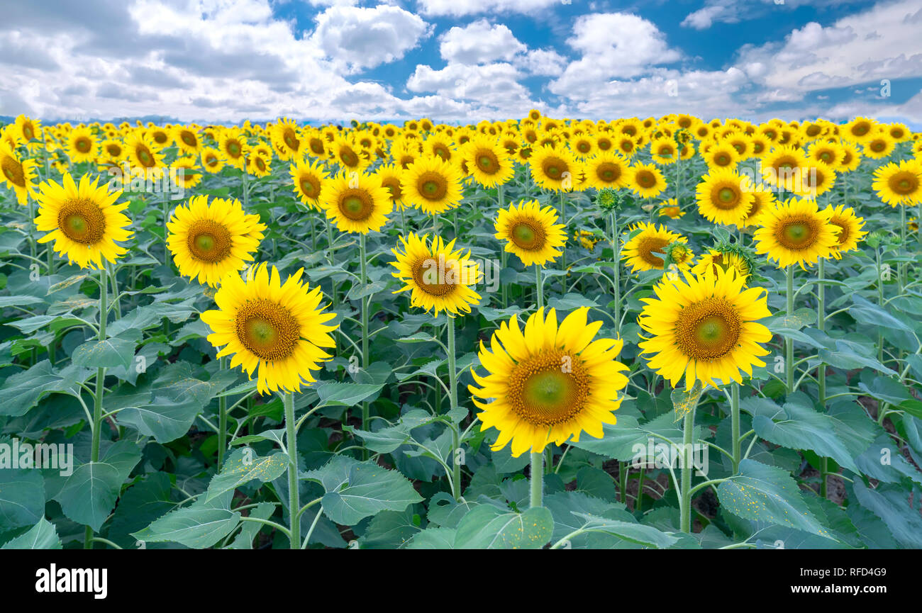 Panorama of the sunflower fields and a beautiful sky to welcome the new day of peace Stock Photo