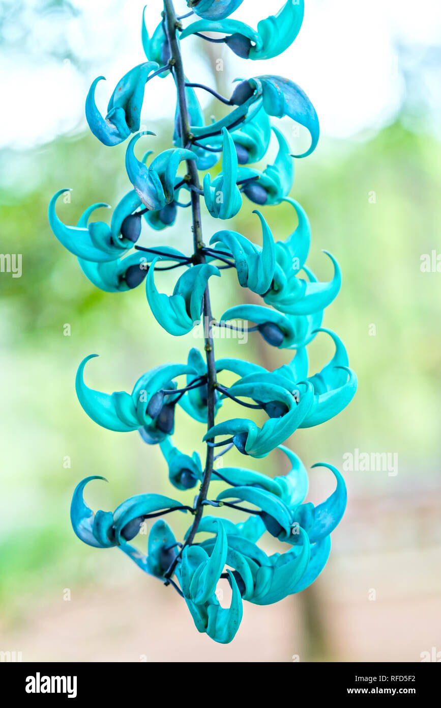 Strongylodon macrobotrys/ Jade Vine bloom as beautiful tiger nails in the garden. Stock Photo