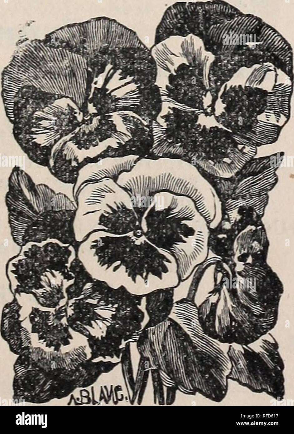 . Fifteenth annual rural guide and seed catalogue. Nursery stock, Missouri, Carthage, Catalogs; Vegetables, Seeds, Catalogs; Flowers, Seeds, Catalogs; Grasses, Seeds, Catalogs; Agricultural implements, Catalogs. Phlox, DRUMMONDII-Grandi- flora mixed, pkt 10c. COCCINEA. — Brilliant scarlet; pkt 10c. SPLENDID—Dwarf, bril- liant blood red; pkt 10c FINE MIXED—All col- ors. ALBA. —- White dwarf, mixed colors; 10c. Poppy, ray. CARNATION. Very brilliant flowers. ARCHIAS' EXTRA FAN- CY. Single, mixed col- ors. PENNY, flowered, doub- le mixed.. GERMAN MIXED PANSY. PETUNIA SINGLE. BLOTC HED and strined; Stock Photo