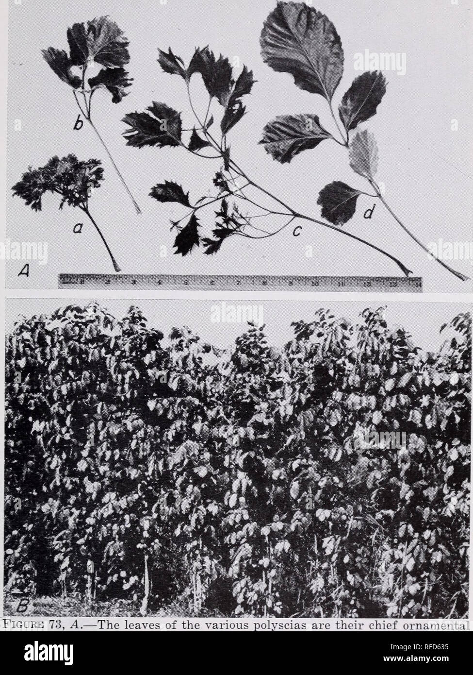 . Some ornamental shrubs for the Tropics. Shrubs Tropics. SOME ORNAMENTAL SHRUBS FOR THE TROPICS 117. value, (a) Deeply cut variety; (b) P. balfouriana; (c) P. guilfoylei var. laciniata; and (d) the common type of P. guilfoylei whose leaflet margins are usually more variegated. B.—A hedge of gallego, P. guilfoylei, 2 years after planting, about 9 feet tall. The white leaf margins are not conspicuous in this picture. maintain an attractive hedge the plants should be cut back almost to the ground as soon as established, and headed back at frequent intervals. Several varieties are known with vari Stock Photo