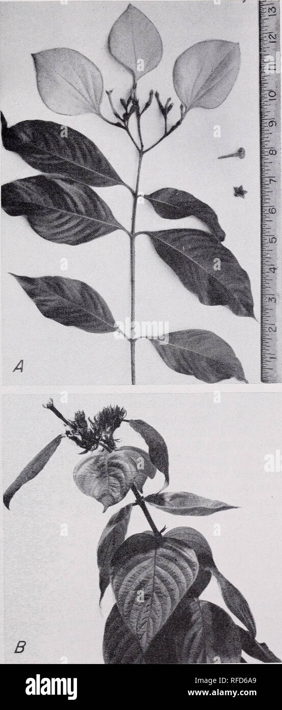 . Some ornamental shrubs for the Tropics. Shrubs Tropics. SOME ORNAMENTAL SHRUBS FOR THE TROPICS 107. Figure 64, A.—One white, leaf-shaped sepal expands before the orange petals open. A detached corolla is shown between 6 and 7 on the ruler. B.—A Mussaenda erythrophylla flower has a scarlet sepal which enlarges after the petals have fallen.. Please note that these images are extracted from scanned page images that may have been digitally enhanced for readability - coloration and appearance of these illustrations may not perfectly resemble the original work.. Hume, Edward Putnam, 1911-. [Washin Stock Photo
