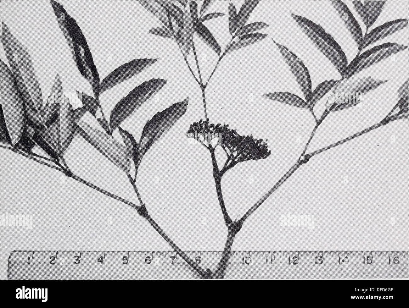 Leea coccinea hi-res stock photography and images - Alamy