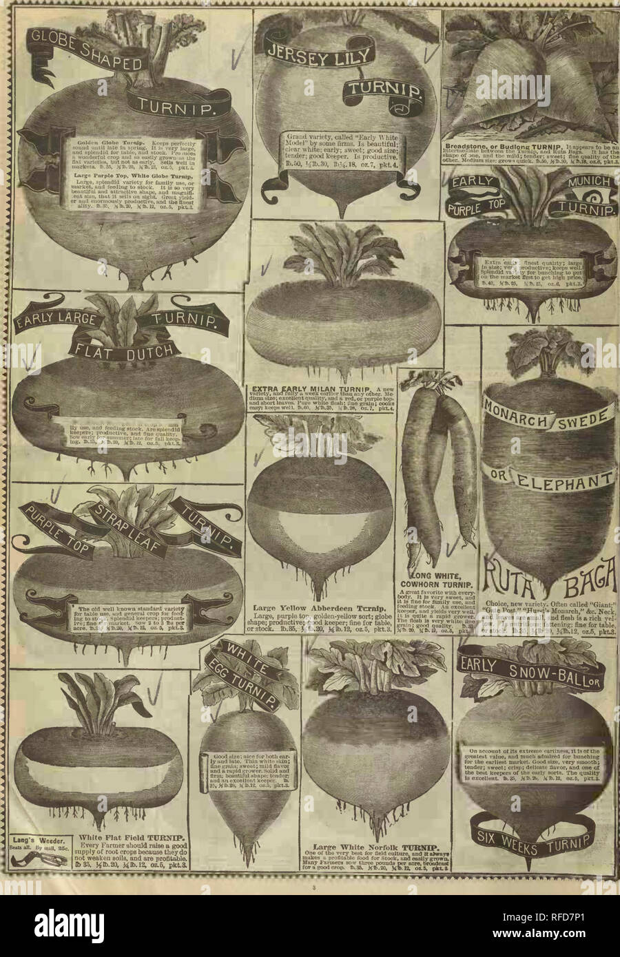 . R.H. Shumway : garden guide. Nursery stock Illinois Rockford Catalogs; Flowers Seeds Catalogs; Vegetables Seeds Catalogs. . Please note that these images are extracted from scanned page images that may have been digitally enhanced for readability - coloration and appearance of these illustrations may not perfectly resemble the original work.. R. H. Shumway Seedsman (Firm). Stock Photo