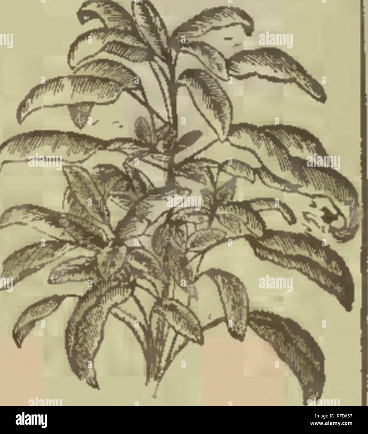 . R.H. Shumway garden guide. Nursery stock Illinois Rockford Catalogs