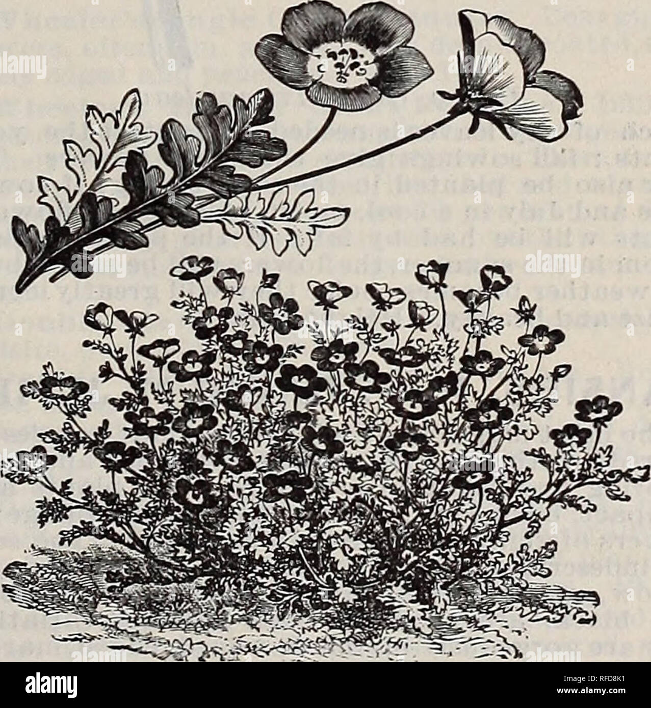 . Wheeler's seeds, bulbs and plants are the best that grow, 1902. Nursery stock Connecticut Catalogs; Vegetables Seeds Catalogs; Flowers Seeds Catalogs; Agricultural implements Catalogs. Nigella Damascena. NICOTIAN A. (h.h.a.2,3). Handsome decorative plants of the tobacco family. Alfinis. Pure white, star-shaped, sweet-scented flowers. A continuous bloomer. Pkt. 5c. Colossea. A grand decorative plant of tropical ap- pearance, gigantic leaves, at first a rose color, chang- ing to deep green, with red veins. 5 to 6 ft. Pkt. 10c. Sylvestris. Handsome, large-leaved, ornamental plants; the pure whi Stock Photo
