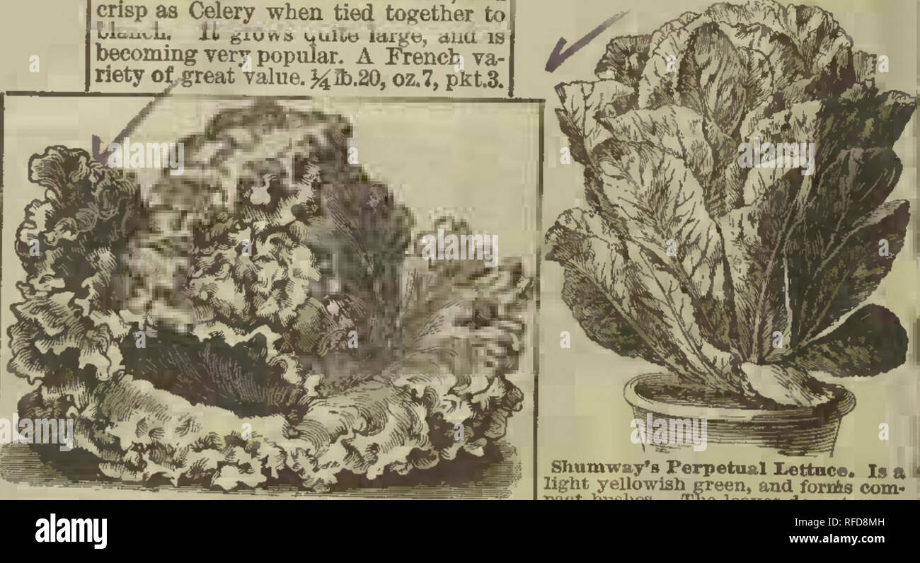 R H Shumway Garden Guide Nursery Stock Illinois Rockford Catalogs Flowers Seeds Catalogs Vegetables Seeds Catalogs I Trianon Cos Or Celery R Et Tuce The Leaves Are White And Crisp As Celery