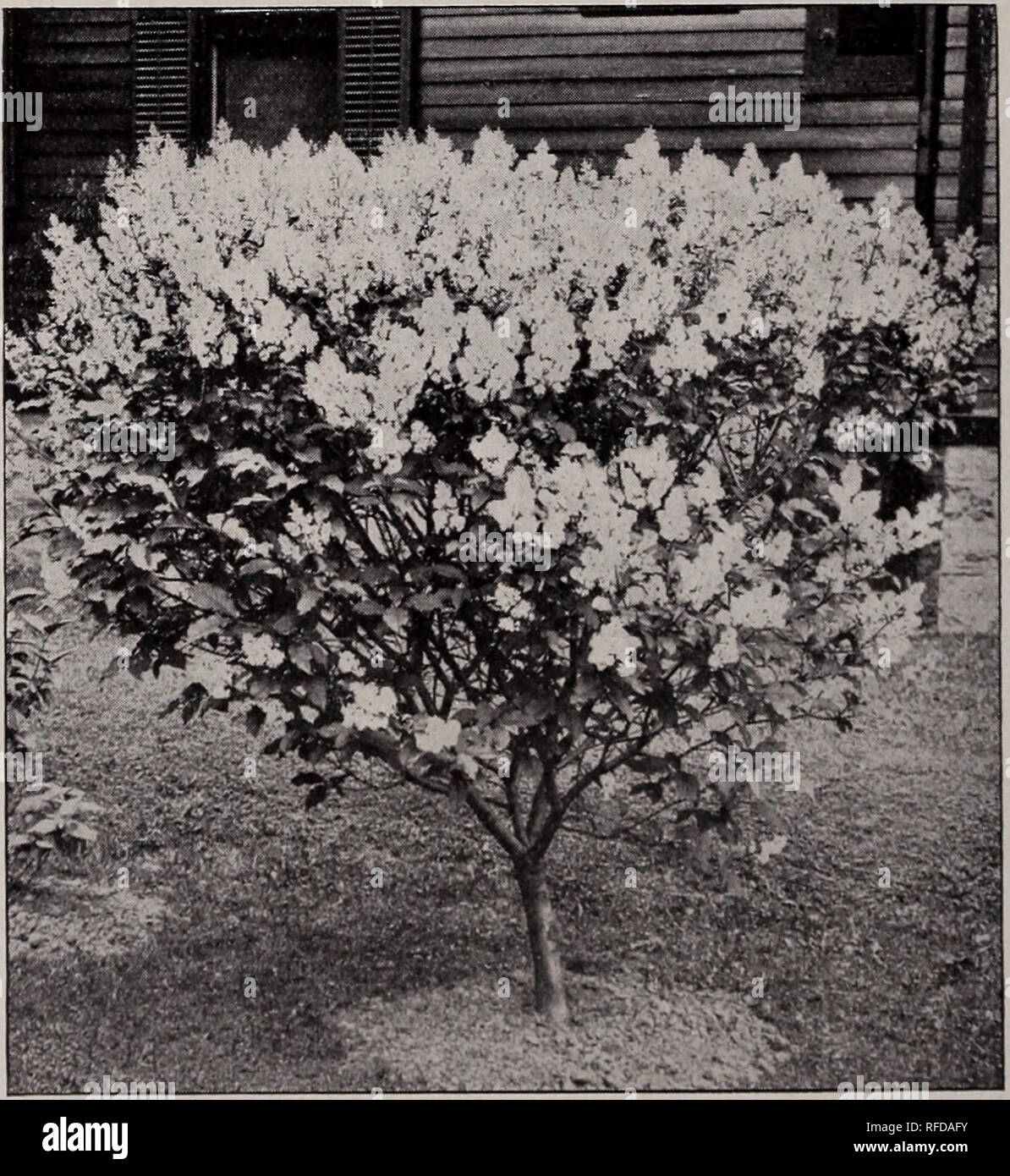 trees, Catalogue ... fruits of ornamental and fruit small