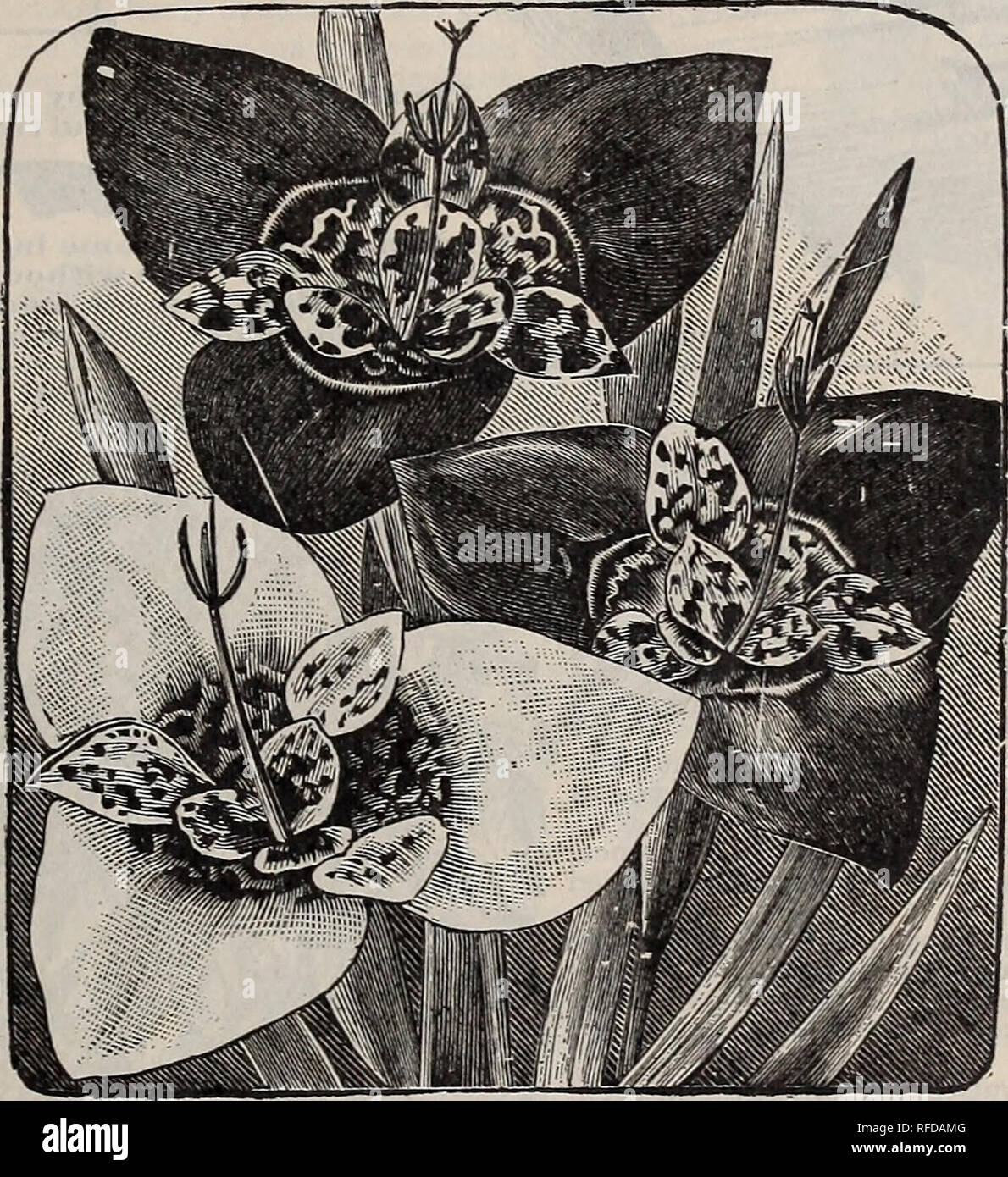 . Catalogue : 1902. Nursery stock Ontario Toronto Catalogs; Vegetables Seeds Catalogs; Flowers Seeds Catalogs; Plants, Ornamental Catalogs; Bulbs (Plants) Catalogs; Fruit Catalogs; Agricultural implements Catalogs. EXCELSIOR DWARF &quot;PEARL&quot; TUBEROSE This pure white, perfectly double, delightful fragrant flower, invaluable for bouquets, is too well known to need any description. It delights in a strong, rich, deep, well-drained warm soil ; manure, beat and water are essential to its perfect development. This variety, which we introduced and named, grows only 24 inches, about half the he Stock Photo