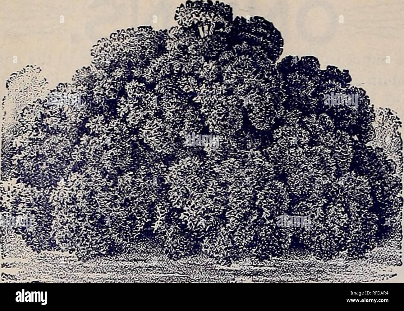 . The Geo. A. Weaver Co's seed catalogue 1902. Nursery stock Rhode