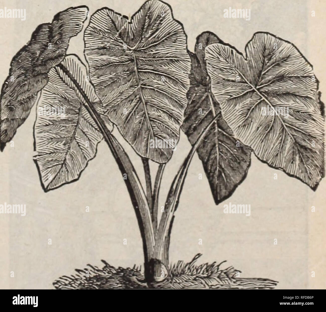 . [Catalogue]. Nursery stock Ohio Springfield Catalogs; Roses Catalogs; Plants, Ornamental Catalogs; Flowers Seeds Catalogs. THE BEAUTIFUL FANCY LEAVED CALADIUM Beautiful, orna- mental foliage plants, especially valuable for window boxes, vases or specimen plants. Most of the varieties succeed nicely if planted in partially shaded bor- der in light, rich soil. Price, large bulbs, 25c each.. FIVE..... DISTINCT VARIETIES FOR $1.00 CALADIUM ESCULENTUM Commonly known as Elephant's Ear. Very effective and suitable for either a single plant on the lawn, masses in beds or margins of water. Its very d Stock Photo