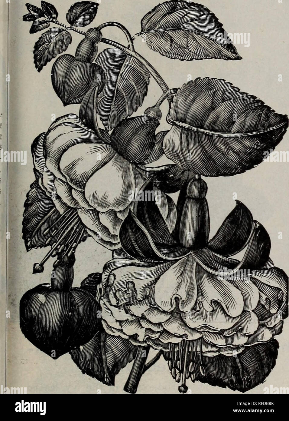. Spring 1902. Nursery stock Ohio Painesville Catalogs; Vegetables Seeds Catalogs; Flowers Catalogs; Bulbs (Plants) Catalogs; Plants, Ornamental Catalogs; Fruit Catalogs; Trees Seedlings Catalogs. PLANTS—GENERAL COLLECTION. 85 FUCHSIAS. For window pot plants or for partially shady spots in the garden, these plants, with their gracefully drooping flowers, are held in high favor. Autumn Leaves—Foliage has all the beautiful red and gold shades of autumn leaves, while the flow- ers are bright purple with brilliant red sepals. An attractive variety, both in foliage and flowers. Single. 15c. Black P Stock Photo