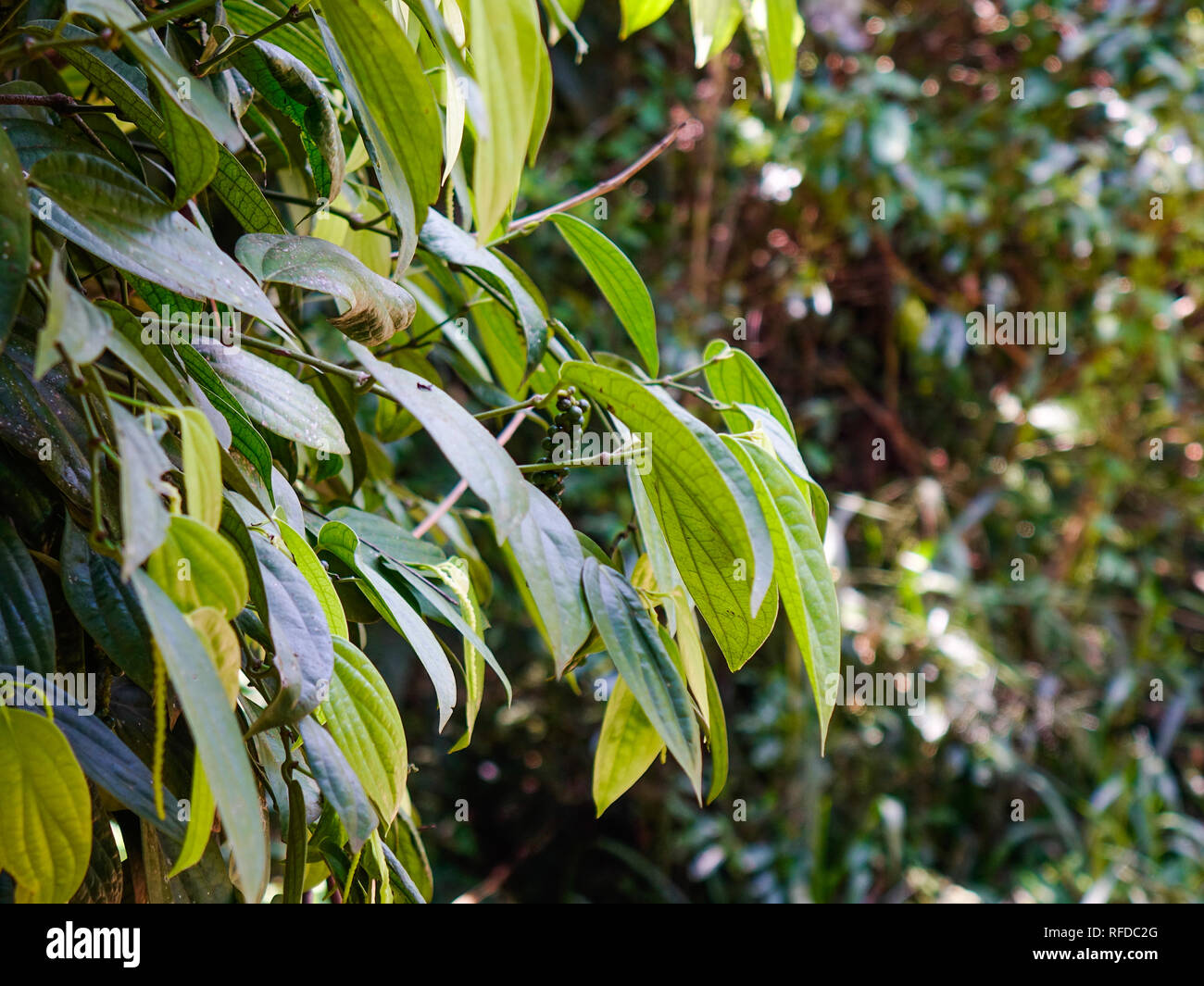 Black pepper plants at plantation in Ella, Sri Lanka Stock Photo Alamy