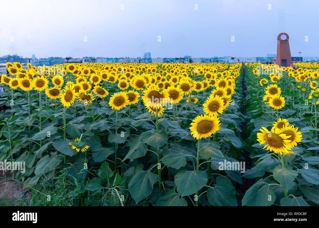 Sunflower fields and windmill decoration of gardening harmoniously