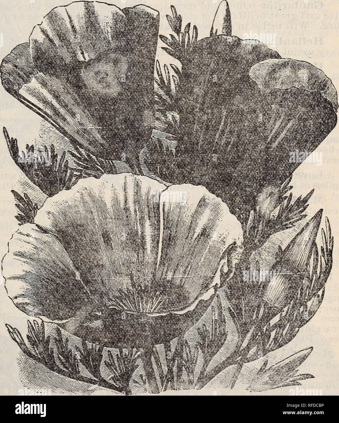 Talking To Plants Weigelas