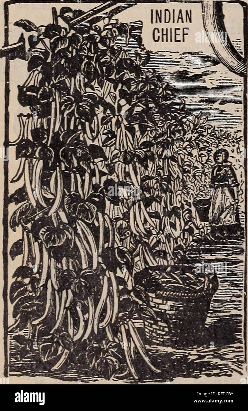 Catalogue 1902 Nursery Stock Ontario Toronto Catalogs