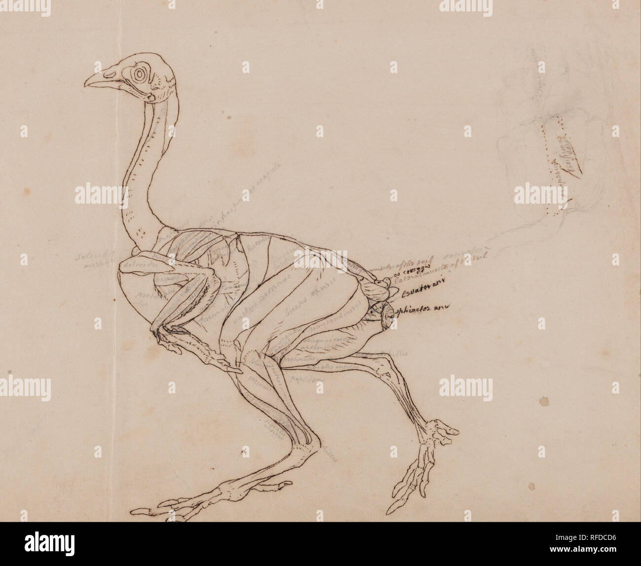 A Comparative Anatomical Exposition of the Structure of the Human Body with that of a Tiger and a Common Fowl: Dorking Hen Body, Lateral View (Outline drawing of the muscles). Date/Period: 1795 to 1806. Drawing. Graphite, pen with iron gall ink, with traces of red ink on thin, slightly textured, cream wove paper laid down on cream moderately thick, moderately textured, wove paper. Height: 327 mm (12.87 in); Width: 467 mm (18.38 in). Author: George Stubbs. Stock Photo