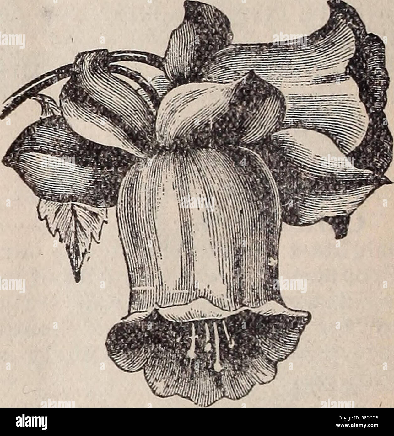Annual Catalogue 1902 Wholesale And Retail Seeds Nursery Stock Missouri Springfield Catalogs Vegetables Seeds Catalogs Flowers