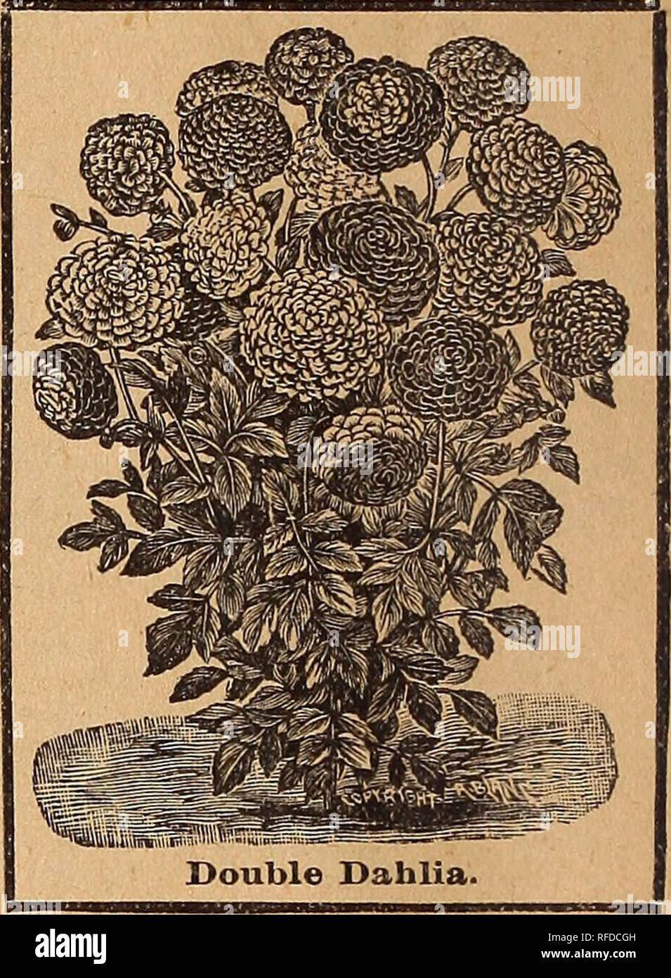 . Moore and Simon's seed buyers guide and wholesale price list : market gardeners, florists and other large buyers. Nursery stock Pennsylvania Philadelphia Catalogs; Vegetables Seeds Catalogs; Flowers Seeds Catalogs; Agricultural implements Catalogs. Cyperus Alternifolius. DAHLIAS. Many people are not aware that dahlias from seed sown in the spring will bloom beautifully the first summer, and give quite as good, if not better satisfaction than bulbs. From one or two papers of seeds many plants can be raised, which will be of the greatest variety of colors and mostly perfectly double, fully eqn Stock Photo