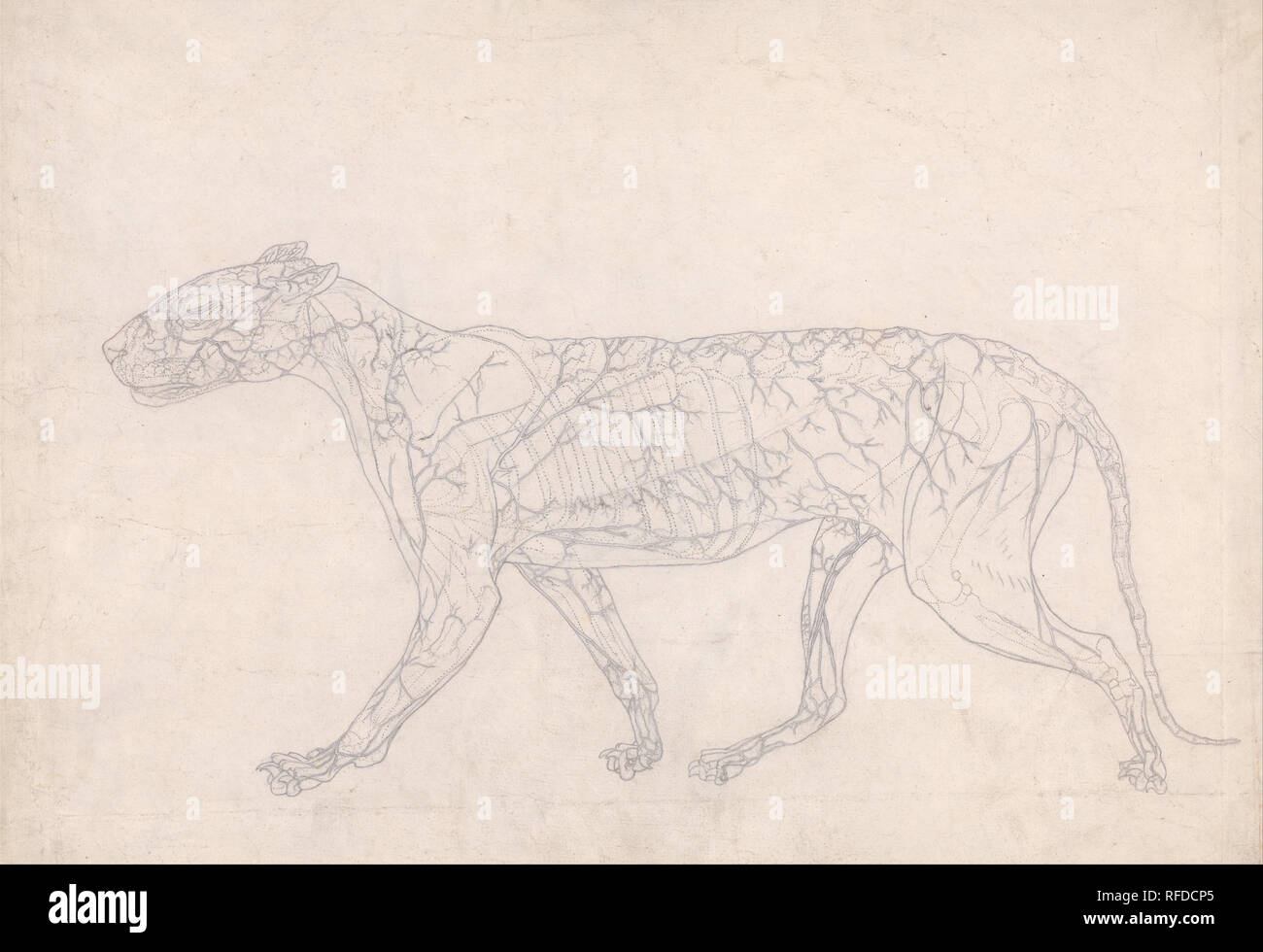A Comparative Anatomical Exposition of the Structure of the Human Body with That of a Tiger and a Common Fowl: Tiger, Lateral View (Outline Study of the Surface Blood Supply, Prepared for the Key Figure to Table IX). Date/Period: Between 1795 and 1806. Drawing. Graphite and red chalk; verso: graphite and red and black chalk on thin, slightly textured, cream wove paper. Height: 406 mm (15.98 in); Width: 533 mm (20.98 in). Author: George Stubbs. Stock Photo
