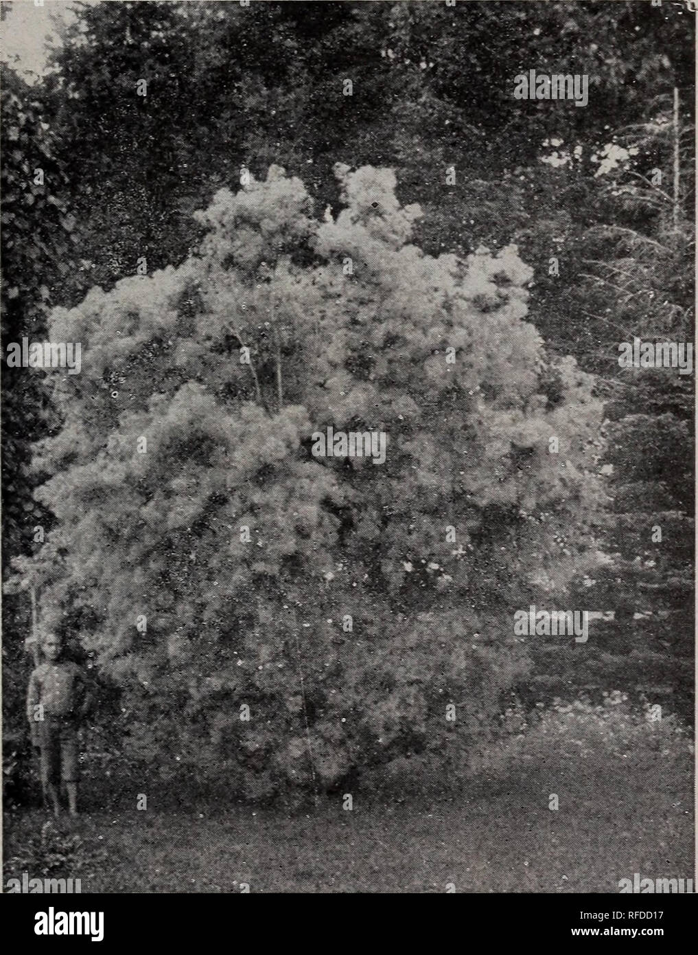 . General catalogue : fruit &amp; ornamental trees, shrubs, roses. Nursery stock New York (State) Geneva Catalogs; Fruit trees Seedlings Catalogs; Fruit Catalogs; Plants, Ornamental Catalogs; Trees Seedlings Catalogs; Shrubs Catalogs; Flowers Catalogs. SHRUBS 63 l^lder (SambucusJ. CUT-LEAVED (Laciniata)—A valuable variety with elegantly divided leaves ; one of the best cut-leaved shrubs. CUT-LEAVED GOLDEN (Laciniata aurea)—New. A beautiful cut-leaved shrub, with bright golden yellow foliage crowned on the tips of branches with a glowing bronze. (See cut.) GOLDEN (Aurea)—A handsome variety with Stock Photo