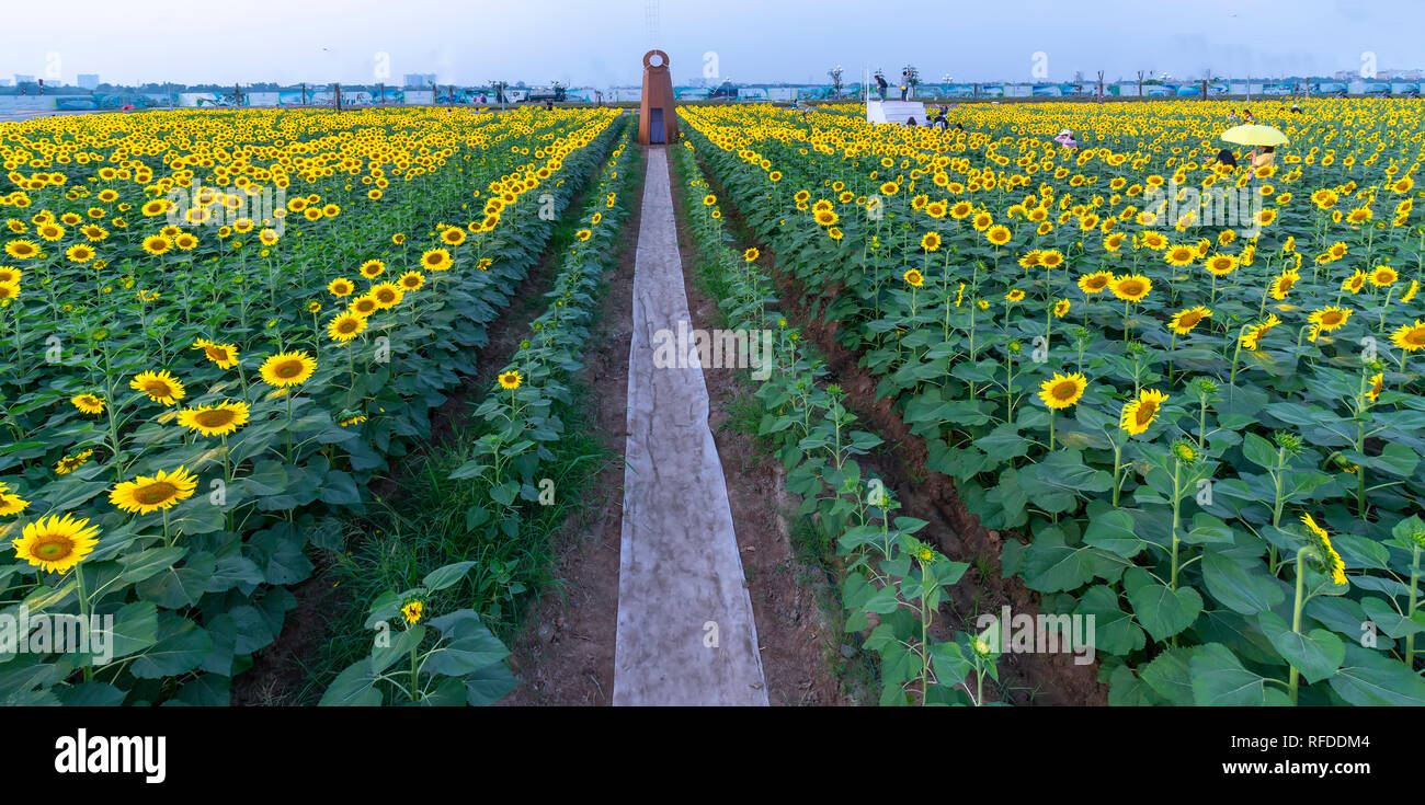 Sunflower fields and windmill decoration of gardening harmoniously