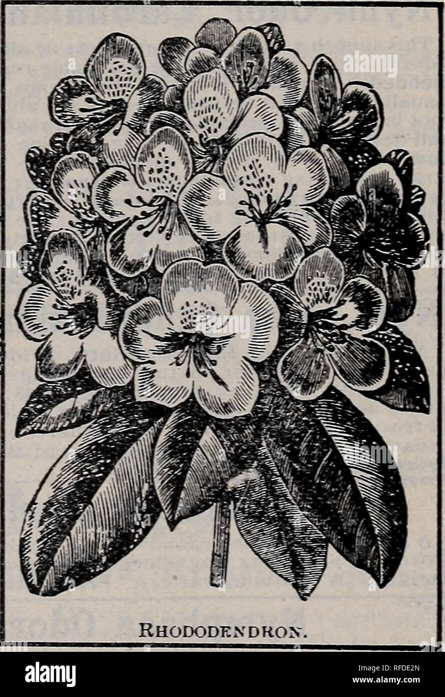 Spirea anthony waterer hires stock photography and images Alamy