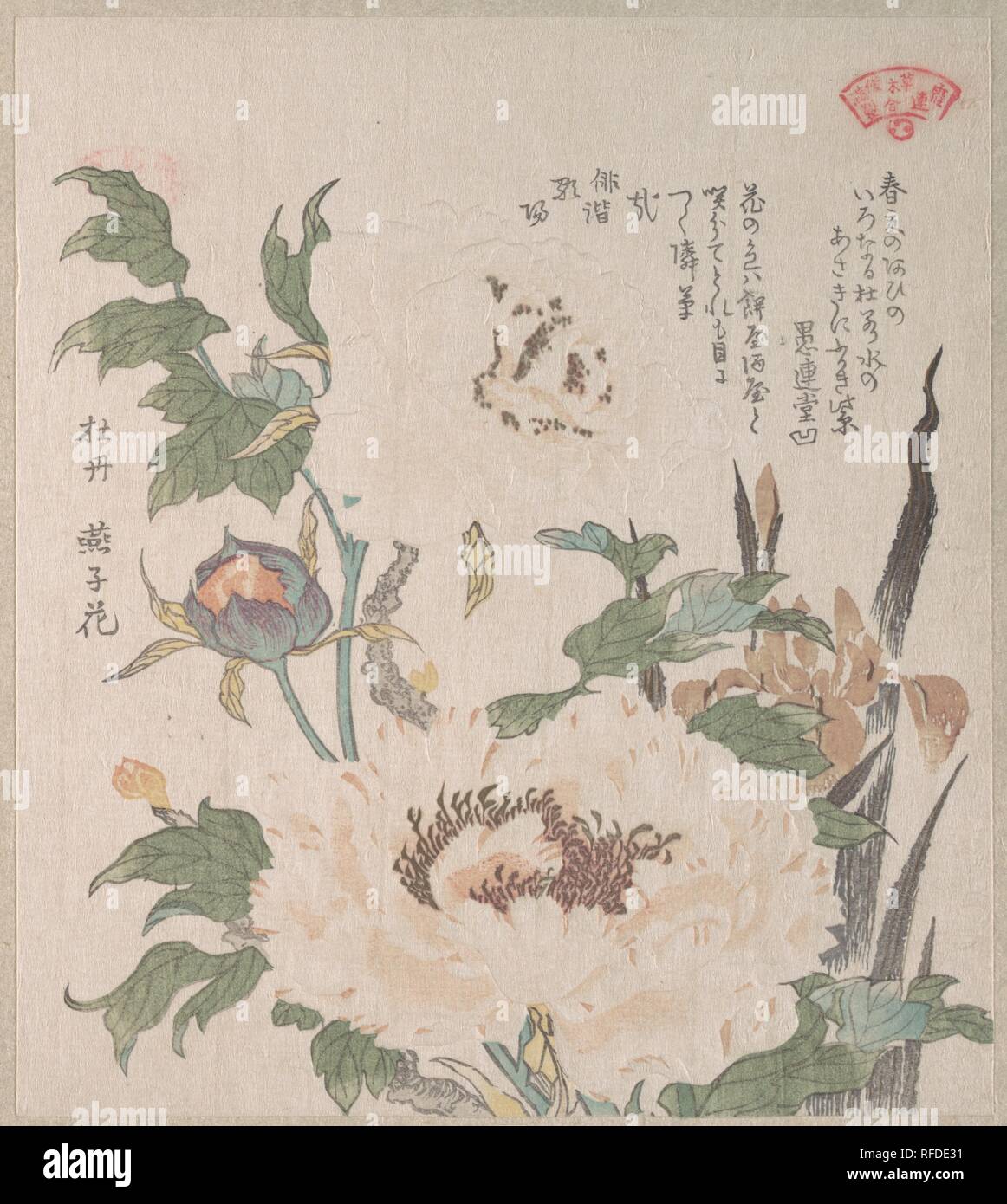 Peonies and Iris. Artist: Kubo Shunman (Japanese, 1757-1820). Culture: Japan. Dimensions: 8 1/4 x 7 3/8 in. (21 x 18.7 cm). Date: 19th century. Museum: Metropolitan Museum of Art, New York, USA. Stock Photo